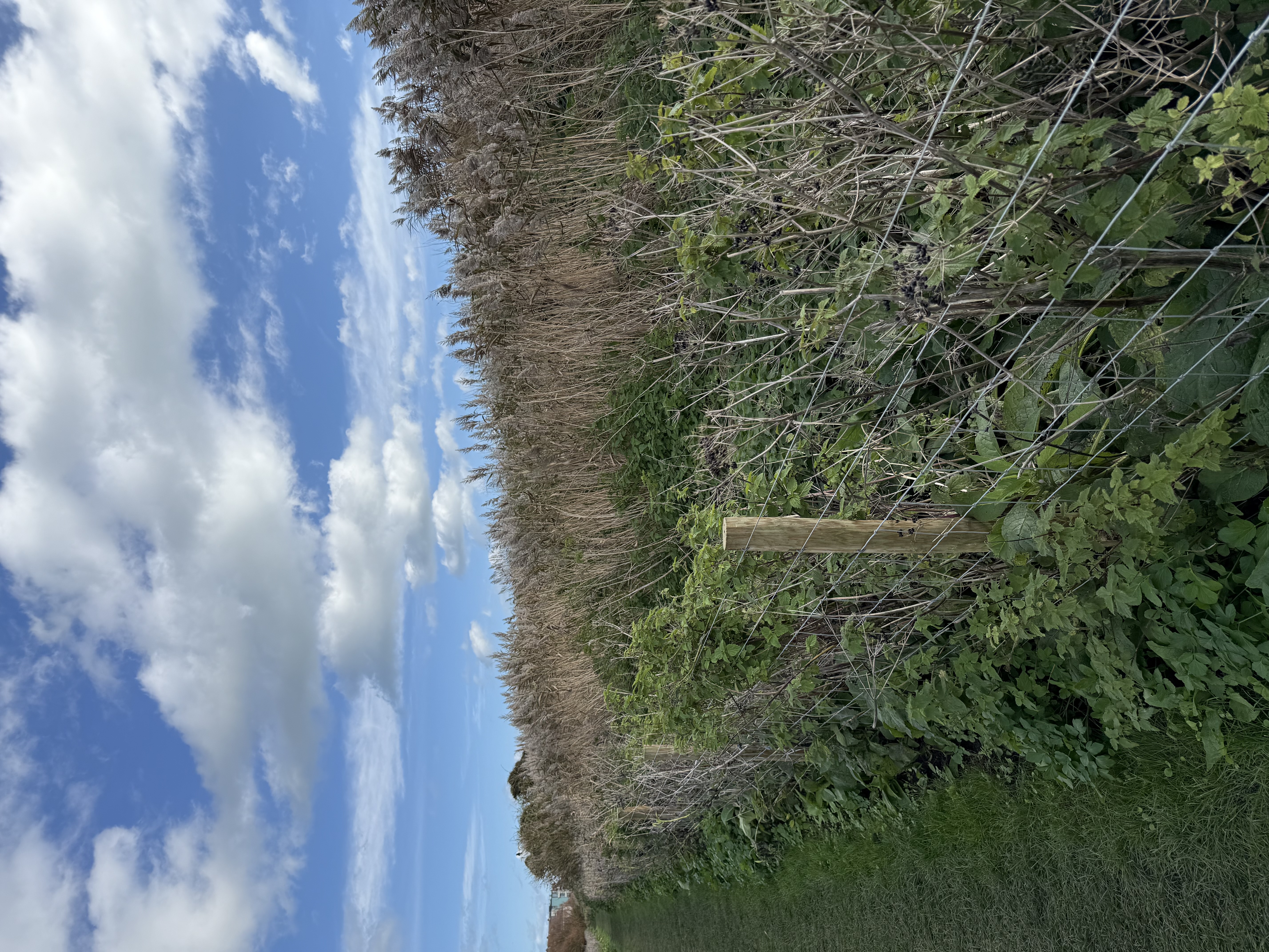 Seabrook Nature Reserve