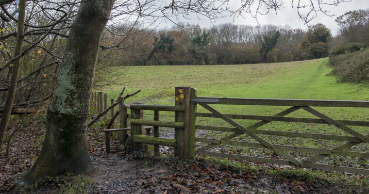 Paraka Wood Kent Downs